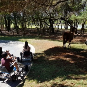 VIAGEM DE ESTUDOS AO SÍTIO DO CARROÇÃO 2018