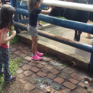 FAZENDO FAZENDA 2º ANO -  2018