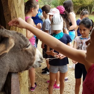 VIAGEM DE ESTUDOS AO SÍTIO DO CARROÇÃO 2018