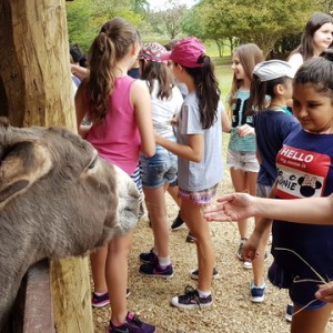 VIAGEM DE ESTUDOS AO SÍTIO DO CARROÇÃO 2018