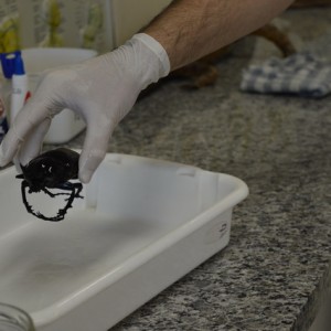 AULA NO LABORATÓRIO SOBRE ANIMAIS VERTEBRADOS E INVERTEBRADOS