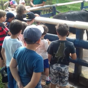 FAZENDO FAZENDA 2º ANO -  2018