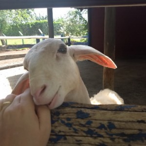 FAZENDO FAZENDA 3º ANO -  2018