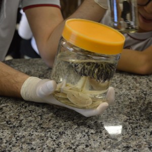 AULA NO LABORATÓRIO SOBRE ANIMAIS VERTEBRADOS E INVERTEBRADOS