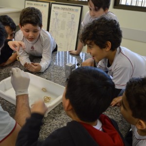 AULA NO LABORATÓRIO SOBRE ANIMAIS VERTEBRADOS E INVERTEBRADOS