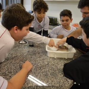 AULA NO LABORATÓRIO SOBRE ANIMAIS VERTEBRADOS E INVERTEBRADOS