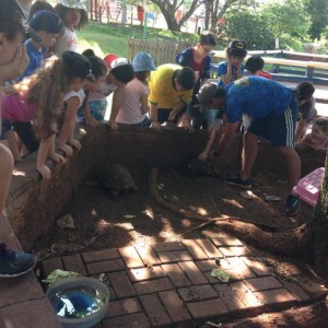 FAZENDO FAZENDA 3º ANO -  2018