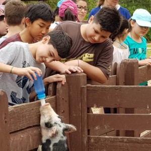 VIAGEM DE ESTUDOS AO SÍTIO DO CARROÇÃO 2018