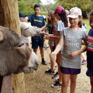 VIAGEM DE ESTUDOS AO SÍTIO DO CARROÇÃO 2018