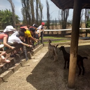 FAZENDO FAZENDA 3º ANO -  2018