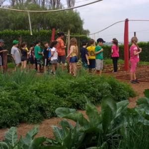 FAZENDO FAZENDA 1º ANO -  2018