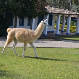 VIAGEM DE ESTUDOS AO SÍTIO DO CARROÇÃO